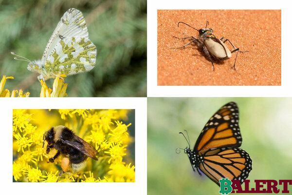 Impacto de los pesticidas en las mariposas