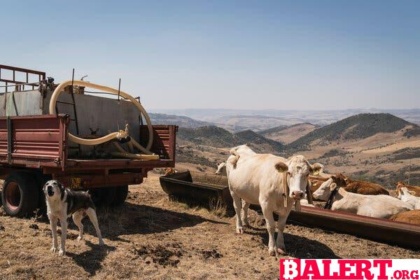 Devastation in Southern Sicily: A Farmer's Heartbreaking Reality