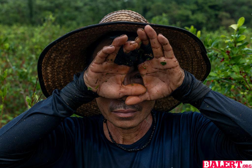 The Impact of Declining Cocaine Demand on Colombian Villages