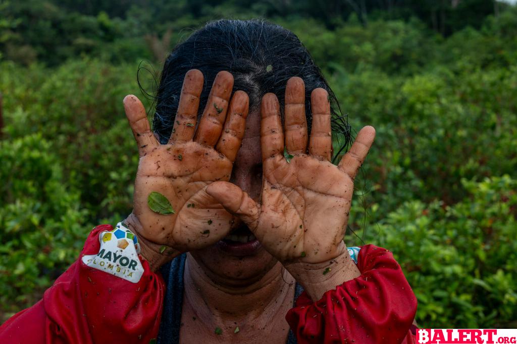 The Impact of Declining Cocaine Demand on Colombian Villages