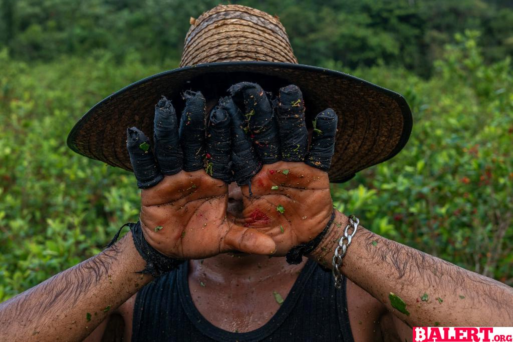 The Impact of Declining Cocaine Demand on Colombian Villages