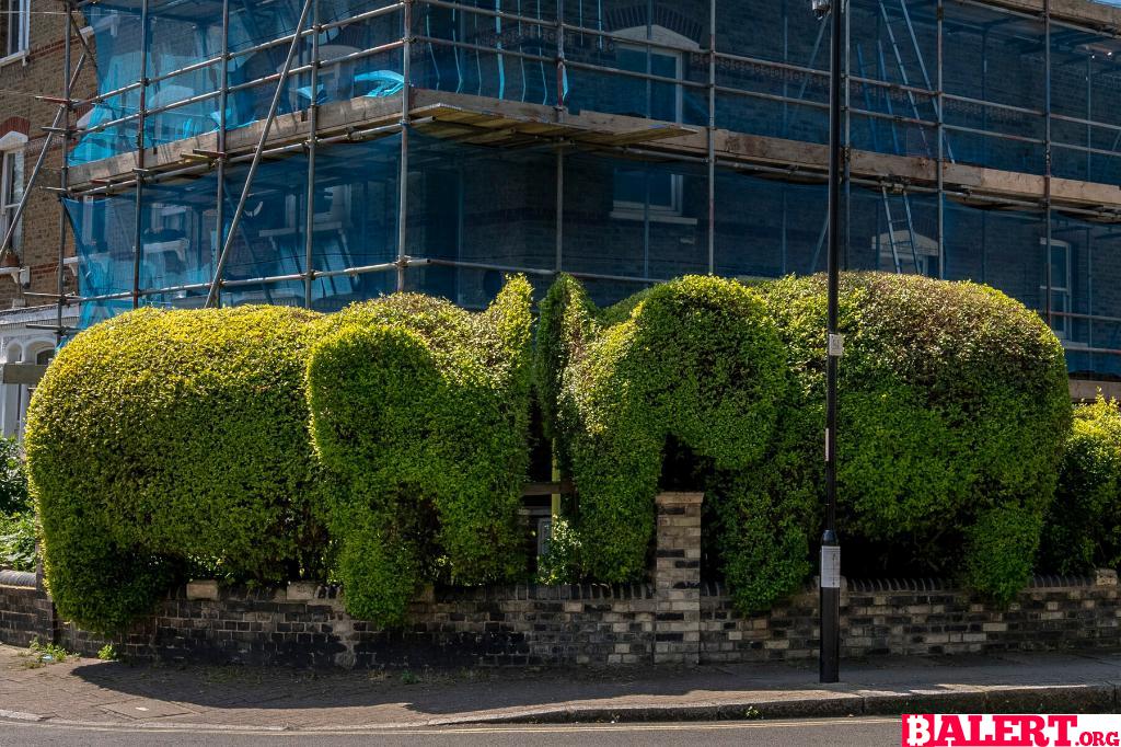 Whimsical Hedge Creations by Tim Bushe