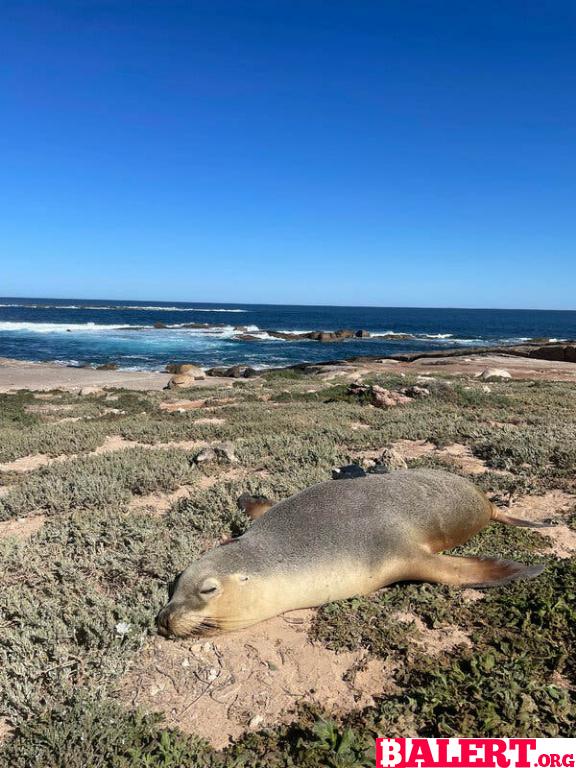 Aquatic Mystery Unveiled with the Help of Sea Lions