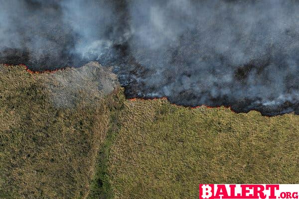 The Tragic Impact of Wildfires on Brazil's Pantanal