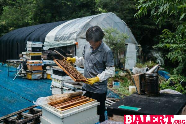 The Unique Life of a Honeybee Farmer Near the DMZ