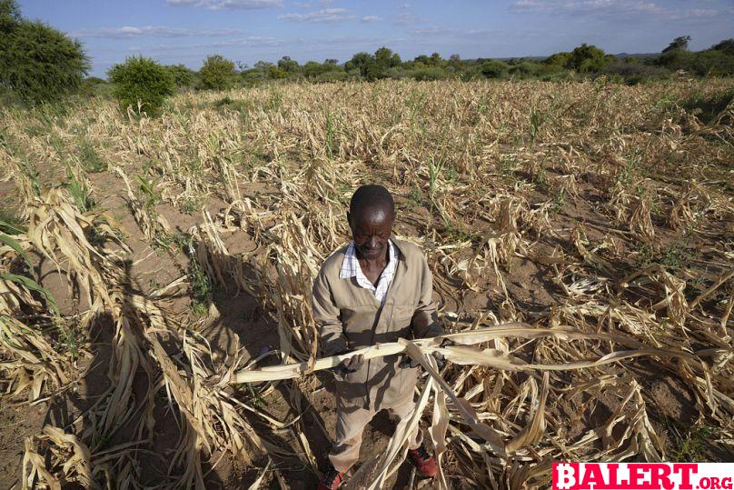 Zimbabwe to Allow Controversial Culling of Elephants Amid Drought Crisis